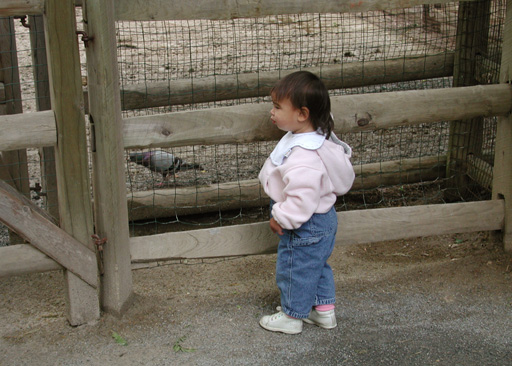 What a big fence for such a little bird