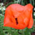 Howard's gardens: Poppy Closeup